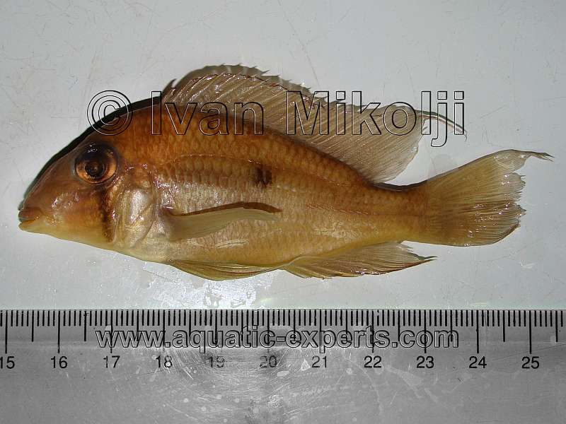 Geophagus taeniopareius